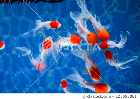 金魚 金魚 125685861