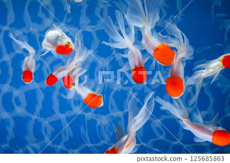 Goldfish   125685863