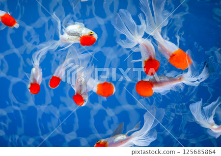 Goldfish   125685864