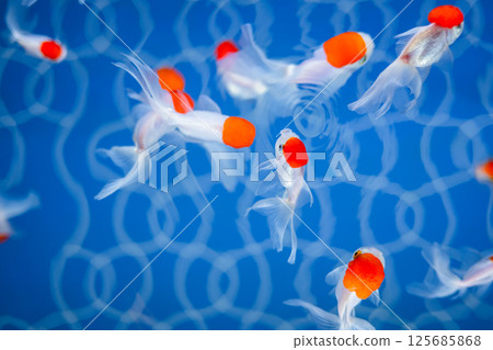 金魚 125685868