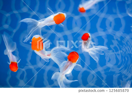 金魚 125685870