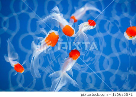 Goldfish Goldfish 125685871