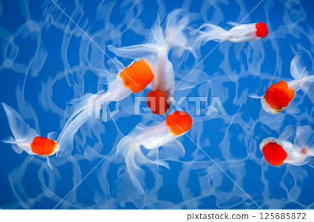 Goldfish Goldfish 125685872