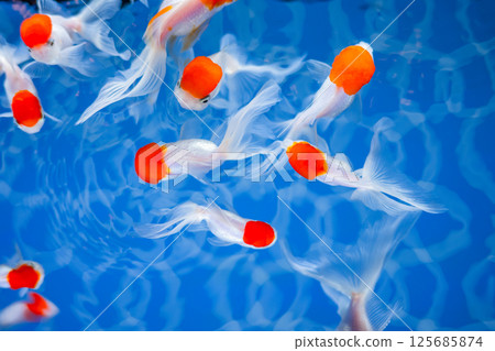 金魚 125685874