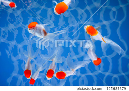 Goldfish Goldfish 125685879
