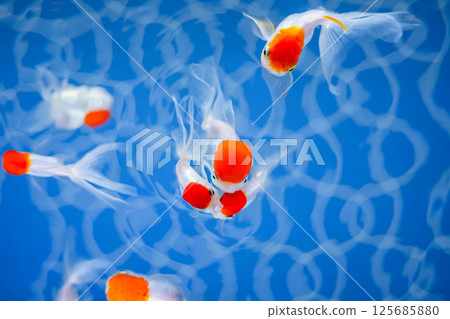 金魚 125685880