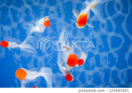 Goldfish   125685881