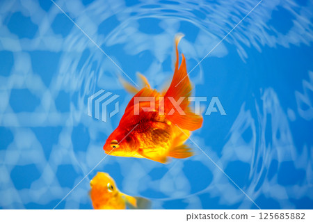Goldfish Goldfish 125685882
