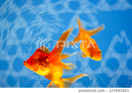 Goldfish Goldfish 125685883