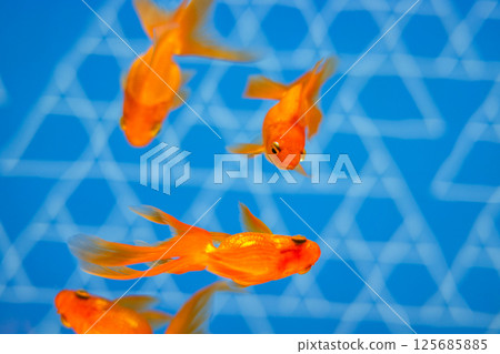 金魚 125685885