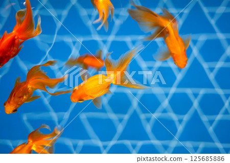 Goldfish Goldfish 125685886