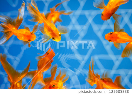 Goldfish   125685888