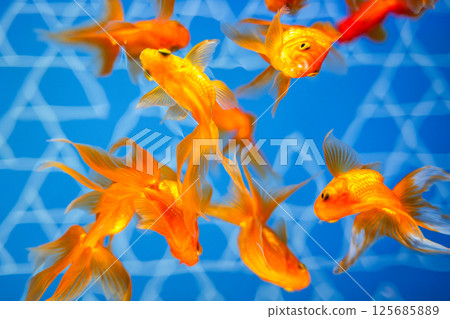 Goldfish Goldfish 125685889