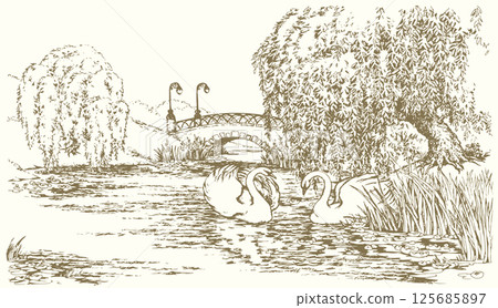 Vector drawing. Two swans in the park lake. 125685897