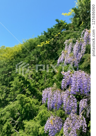 紫藤花和藍天與新綠交相輝映的風景 125686060