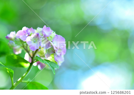 附近的繡球花 125686201