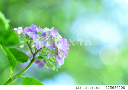 附近的繡球花 附近的繡球花 125686208