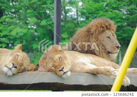 那隻野生動物園裡一群獅子正在打盹 那隻野生動物園裡一群獅子正在打盹 125686248