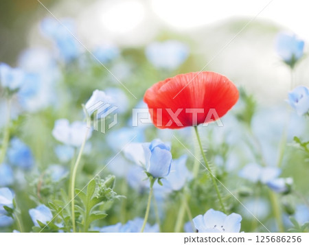 Blue nemophila blowing in the spring breeze 125686256