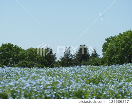 Blue nemophila blowing in the spring breeze 125686257
