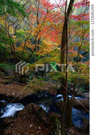Takikawa Valley and the forest with autumn leaves Autumn scenery Takikawa Valley and the forest with autumn leaves Autumn scenery 125686269