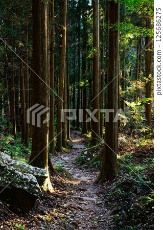 暮色森林 - 瀧川溪谷 125686275