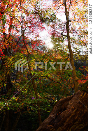 秋天的森林、秋日的風景、瀧川溪谷 125686287