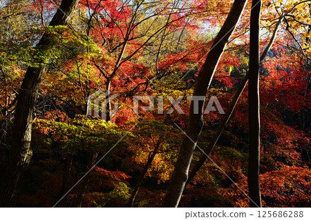 秋天的森林、秋日的風景、瀧川溪谷 秋天的森林、秋日的風景、瀧川溪谷 125686288