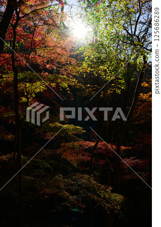 Autumnal forest, autumn scenery, Takikawa Valley 125686289