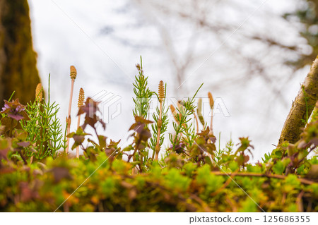 春季生長的馬尾草和野馬尾草 125686355