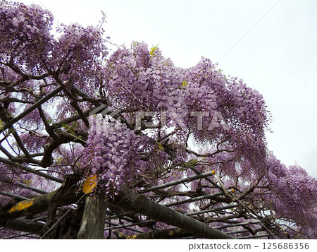 藥老稻荷神社 - 長壽紫藤 藥老稻荷神社 - 長壽紫藤 125686356