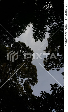 Sky and tree leaves background. 125686372