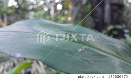 Weaver ants are still small on leaves. Weaver ants are still small on leaves. 125686373