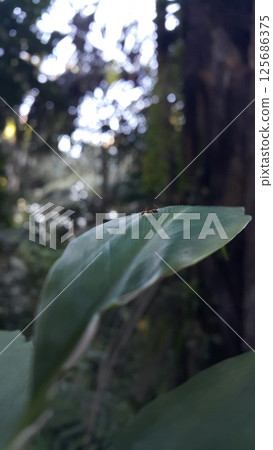 Weaver ants are still small on leaves. 125686375