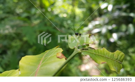 Eucharitid Wasp perched on a green leaf. Shot in the forest. Microplitis, chelonus, cotesia glomerata. 125686393