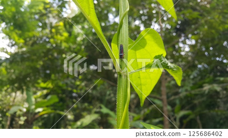 Leafhoppers perch on plant stems. Shot in jungle. Insecta, Hemiptera, Cicadellidae, Eukaryota, Animalia. Leafhoppers perch on plant stems. Shot in jungle. Insecta, Hemiptera, Cicadellidae, Eukaryota, Animalia. 125686402