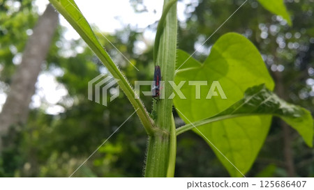 Leafhoppers perch on plant stems. Shot in jungle. Insecta, Hemiptera, Cicadellidae, Eukaryota, Animalia. 125686407