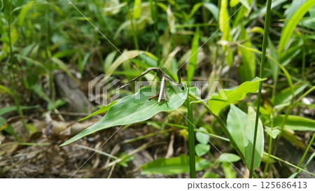 Brown Grasshopper Dichromorpha viridis perched on a green leaf. A young image of brown grasshopper is standing on a leaf. 125686413
