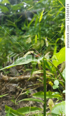 Brown Grasshopper Dichromorpha viridis perched on a green leaf. A young image of brown grasshopper is standing on a leaf. 125686414