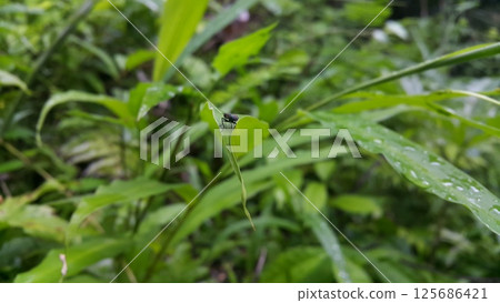 Hermetia illucens as known as black soldier fly perched on a leaf. Black Soldier Fly, a species of Soldier flies. Also as known as American Soldier Fly 125686421