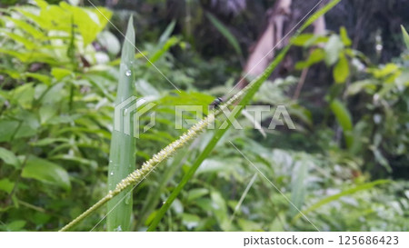 Hermetia illucens as known as black soldier fly perched on a leaf. Black Soldier Fly, a species of Soldier flies. Also as known as American Soldier Fly 125686423