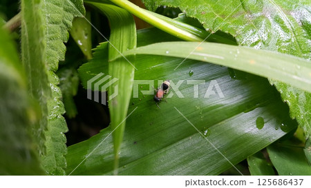 Velvet Ant (Mutilla astarte) on a green leaf. Mutillidae targeted in the forest. 125686437