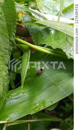 Velvet Ant (Mutilla astarte) on a green leaf. Mutillidae targeted in the forest. Velvet Ant (Mutilla astarte) on a green leaf. Mutillidae targeted in the forest. 125686438