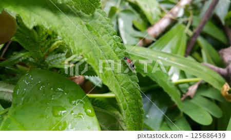 Velvet Ant (Mutilla astarte) on a green leaf. Mutillidae targeted in the forest. 125686439