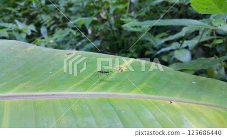 Red-legged robber fly insects, Mimegralla albimana, Stilt-legged Flies Flies (Micropezidae). Shot in jungle Red-legged robber fly insects, Mimegralla albimana, Stilt-legged Flies Flies (Micropezidae). Shot in jungle 125686440