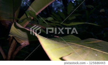 Red-legged robber fly insects, Mimegralla albimana, Stilt-legged Flies Flies (Micropezidae). Shot in jungle Red-legged robber fly insects, Mimegralla albimana, Stilt-legged Flies Flies (Micropezidae). Shot in jungle 125686443