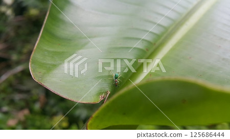 Siler semiglaucus, Jade Jumping Spider, Cosmophasis, Cosmophasis micarioides, Orsima ichneumon, Fighting Spider, Thiania bhamoensis, Elegant Jumping Spider, Chrysilla volupe, Phintella volupe. 125686444