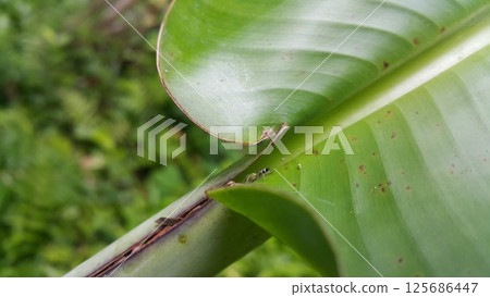 Siler semiglaucus, Jade Jumping Spider, Cosmophasis, Cosmophasis micarioides, Orsima ichneumon, Fighting Spider, Thiania bhamoensis, Elegant Jumping Spider, Chrysilla volupe, Phintella volupe. Siler semiglaucus, Jade Jumping Spider, Cosmophasis, Cosmophasis micarioides, Orsima ichneumon, Fighting Spider, Thiania bhamoensis, Elegant Jumping Spider, Chrysilla volupe, Phintella volupe. 125686447