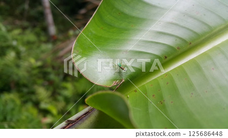 Siler semiglaucus, Jade Jumping Spider, Cosmophasis, Cosmophasis micarioides, Orsima ichneumon, Fighting Spider, Thiania bhamoensis, Elegant Jumping Spider, Chrysilla volupe, Phintella volupe. 125686448