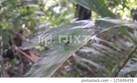 Chrysomya megacephala perched on a leaf. Shot in forest. Chrysomya megacephala, Calliphoridae, Luciliinae, Lucilia, Phaenicia, Musca caesar, Insect type fly, Exotic Fly Diptera. Chrysomya megacephala perched on a leaf. Shot in forest. Chrysomya megacephala, Calliphoridae, Luciliinae, Lucilia, Phaenicia, Musca caesar, Insect type fly, Exotic Fly Diptera. 125686456